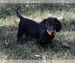 Dachshund Puppy for sale in CLARK, MO, USA