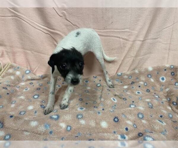 Medium Photo #1 Chihuahua-Unknown Mix Puppy For Sale in Modesto, CA, USA