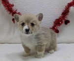 Puppy Robin Pembroke Welsh Corgi