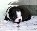 Small Photo #21 Boston Terrier Puppy For Sale in WINNSBORO, TX, USA