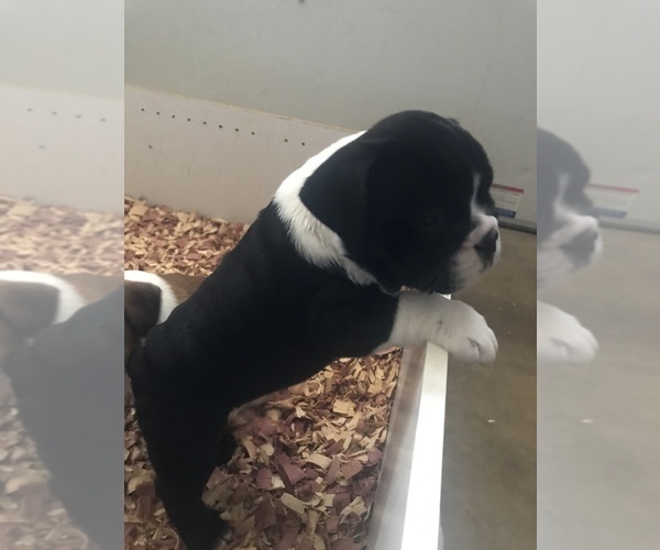 Medium Photo #1 Bulldog Puppy For Sale in LAKESIDE, CA, USA