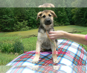 German Shepherd Dog Puppy for sale in PIEDMONT, MO, USA