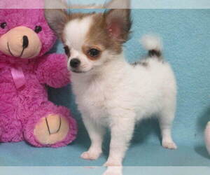 Chihuahua Puppy for sale in CABOOL, MO, USA
