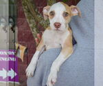 Small #3 American Staffordshire Terrier Mix