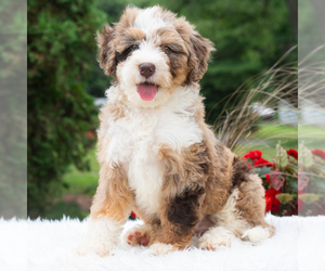 Bernedoodle (Miniature) Puppy for sale in NEWPORT, PA, USA
