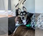 Small #6 Huskies  Mix