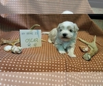 Small Photo #3 Maltipoo (Miniature) Puppy For Sale in BROOKFIELD, MO, USA