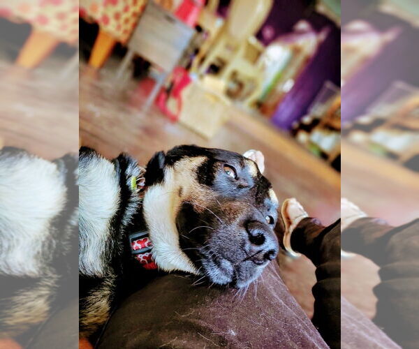 Medium Photo #4 German Shepherd Dog-Unknown Mix Puppy For Sale in W Hollywood, CA, USA