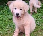Puppy Puppy 2 Maremma Sheepdog
