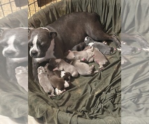 Mother of the Boston Terrier puppies born on 09/11/2025