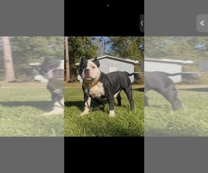Father of the American Bully puppies born on 07/24/2026