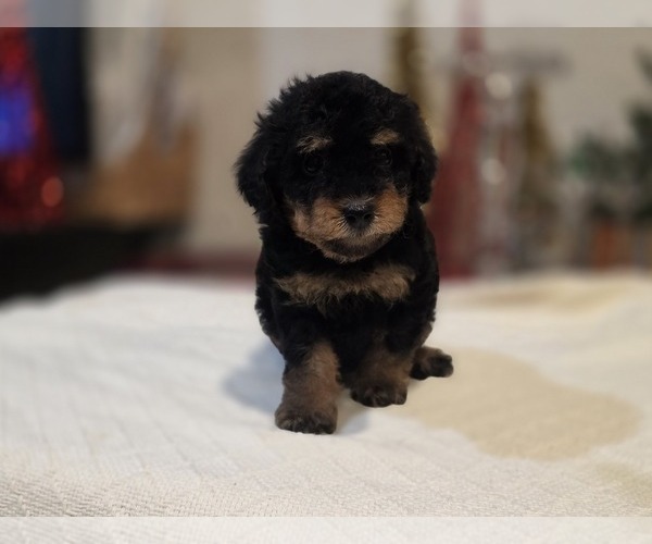 Medium Photo #7 Goldendoodle (Miniature) Puppy For Sale in DUBLIN, TX, USA