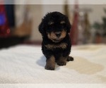 Small #6 Goldendoodle (Miniature)