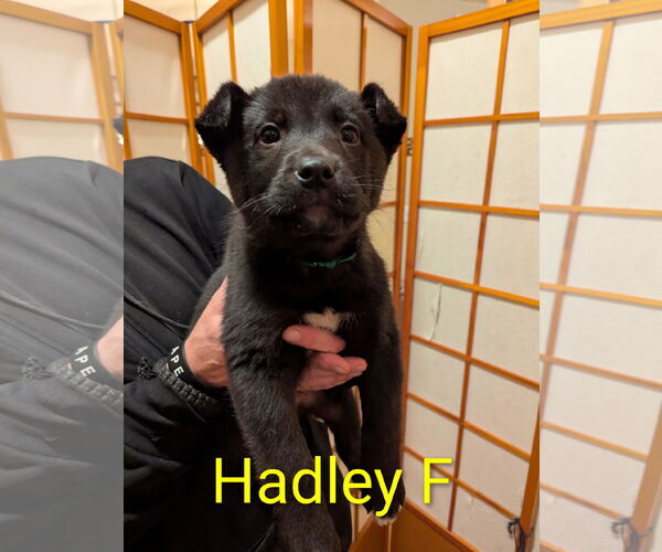 Medium Photo #9 Gerberian Shepsky Puppy For Sale in Princeton, MN, USA