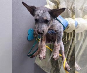 Mutt Dogs for adoption in Las Vegas, NV, USA
