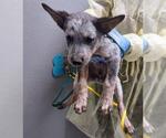 Small Mutt