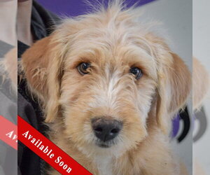 Mutt Dogs for adoption in Huntley, IL, USA