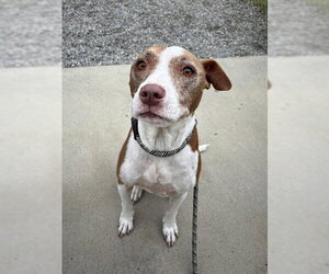 Golden Retriever-Unknown Mix Dogs for adoption in Palmetto, FL, USA