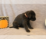 Small Photo #5 Double Doodle Puppy For Sale in BOTHELL, WA, USA