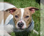 Small American Staffordshire Terrier-Boxer Mix