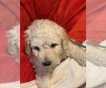 Small Photo #6 Pyredoodle Puppy For Sale in MOORESVILLE, NC, USA