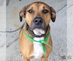 Small #2 Boxer Mix