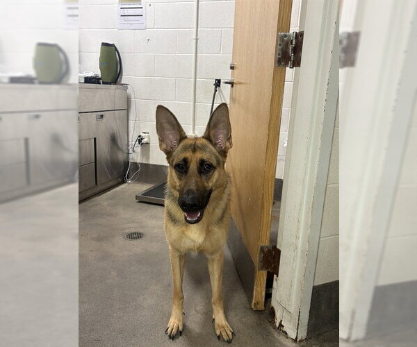 Medium Photo #1 German Shepherd Dog Puppy For Sale in Forestville, MD, USA
