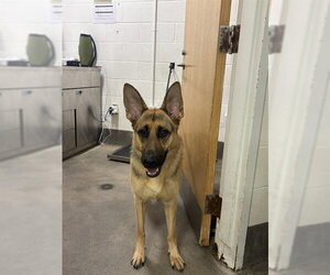 German Shepherd Dog Dogs for adoption in Forestville, MD, USA