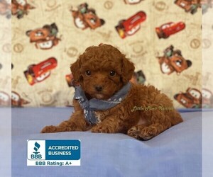 Poodle (Toy) Puppy for sale in WINNSBORO, LA, USA