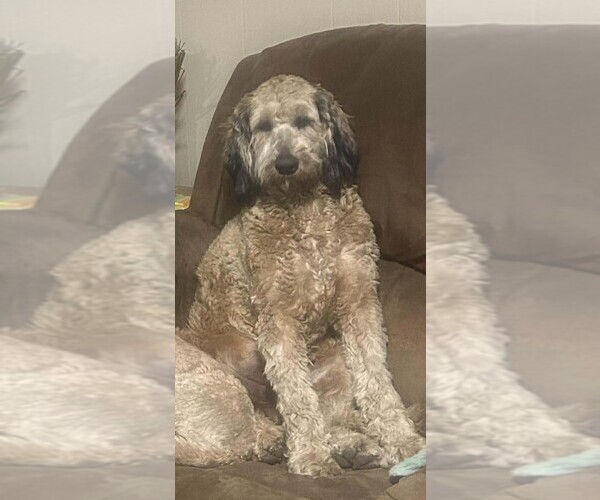 Medium Photo #1 Bernedoodle Puppy For Sale in CRAWFORDSVLLE, IA, USA