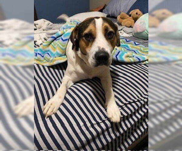 Medium Photo #2 American Pit Bull Terrier-Beagle Mix Puppy For Sale in Aurora, IN, USA