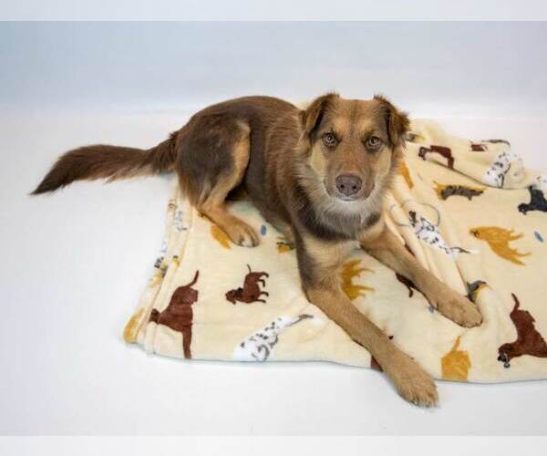 Medium Photo #3 Australian Shepherd-Unknown Mix Puppy For Sale in Kennesaw, GA, USA