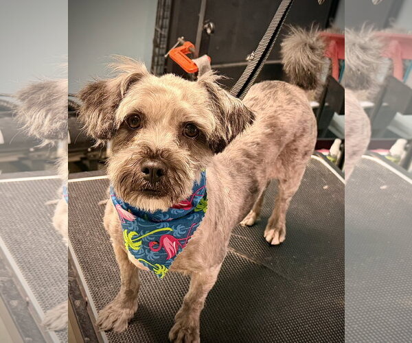 Medium Photo #1 Shih Tzu-Unknown Mix Puppy For Sale in Holly Springs, NC, USA