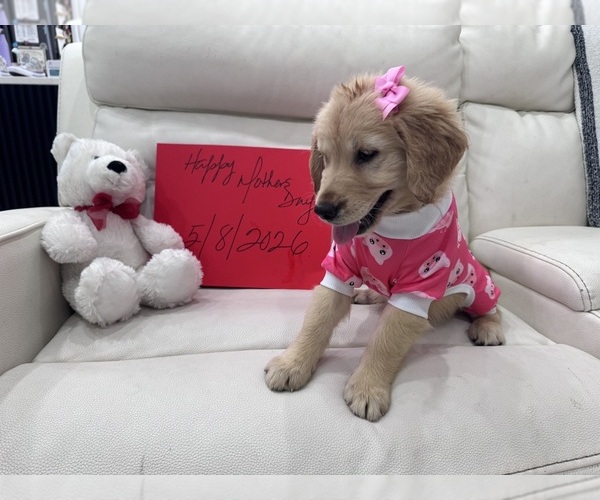 Medium Photo #4 Golden Retriever Puppy For Sale in ORLANDO, FL, USA