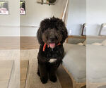 Small #4 Saint Berdoodle