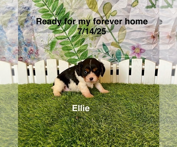 Medium Photo #3 Cavalier King Charles Spaniel Puppy For Sale in MOUNT PLEASANT, MI, USA