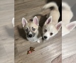 Small #69 Pomsky