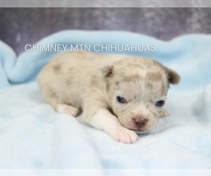 Chihuahua Puppy for sale in MUSKOGEE, OK, USA