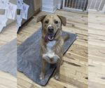 Small #2 Labrador Retriever Mix
