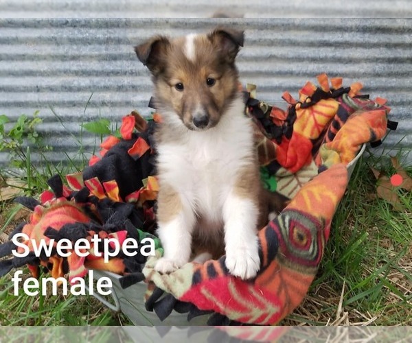 Medium Photo #3 Collie Puppy For Sale in BRIGHTON, IL, USA