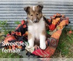 Small Photo #3 Collie Puppy For Sale in BRIGHTON, IL, USA