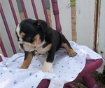Small #7 English Bulldog