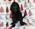 Small Photo #5 Poodle (Standard) Puppy For Sale in ASPERMONT, TX, USA
