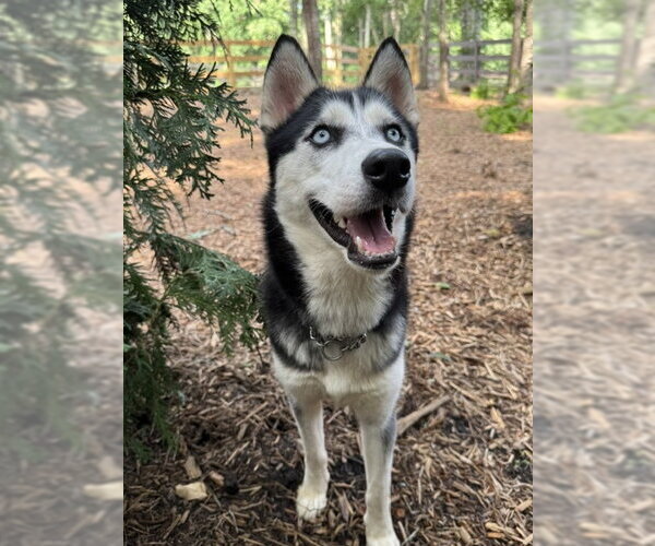 Medium Photo #5 Siberian Husky Puppy For Sale in Cumming, GA, USA