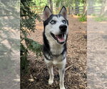 Small #4 Siberian Husky
