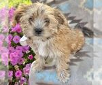 Small Photo #3 Morkie Puppy For Sale in WILLIAMSBURG, IN, USA