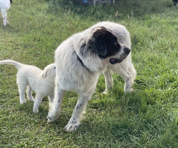 Medium Photo #1 Great Pyrenees Puppy For Sale in LONGMONT, CO, USA