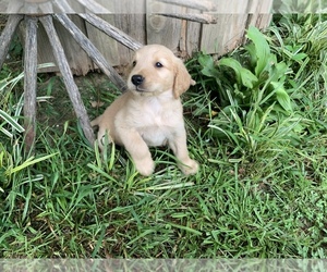 Golden Retriever Puppy for sale in WASHINGTON, GA, USA