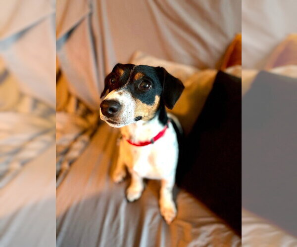 Medium Photo #3 Jack Russell Terrier Puppy For Sale in Oak Bluffs, MA, USA