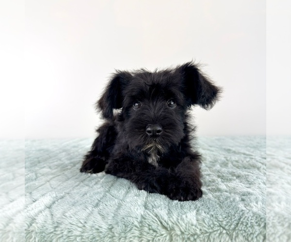 Medium Photo #2 Schnauzer (Miniature) Puppy For Sale in GREENFIELD, IN, USA